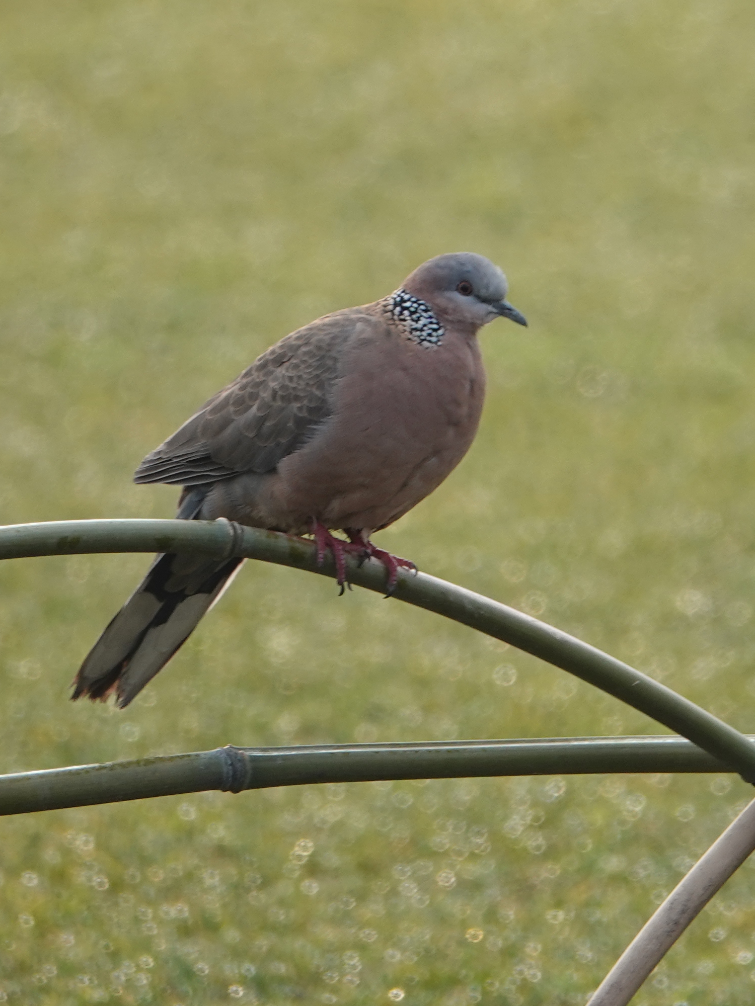 珠颈斑鸠  spotted dove    spilopelia chinensis   鸽形目  鸠鸽科