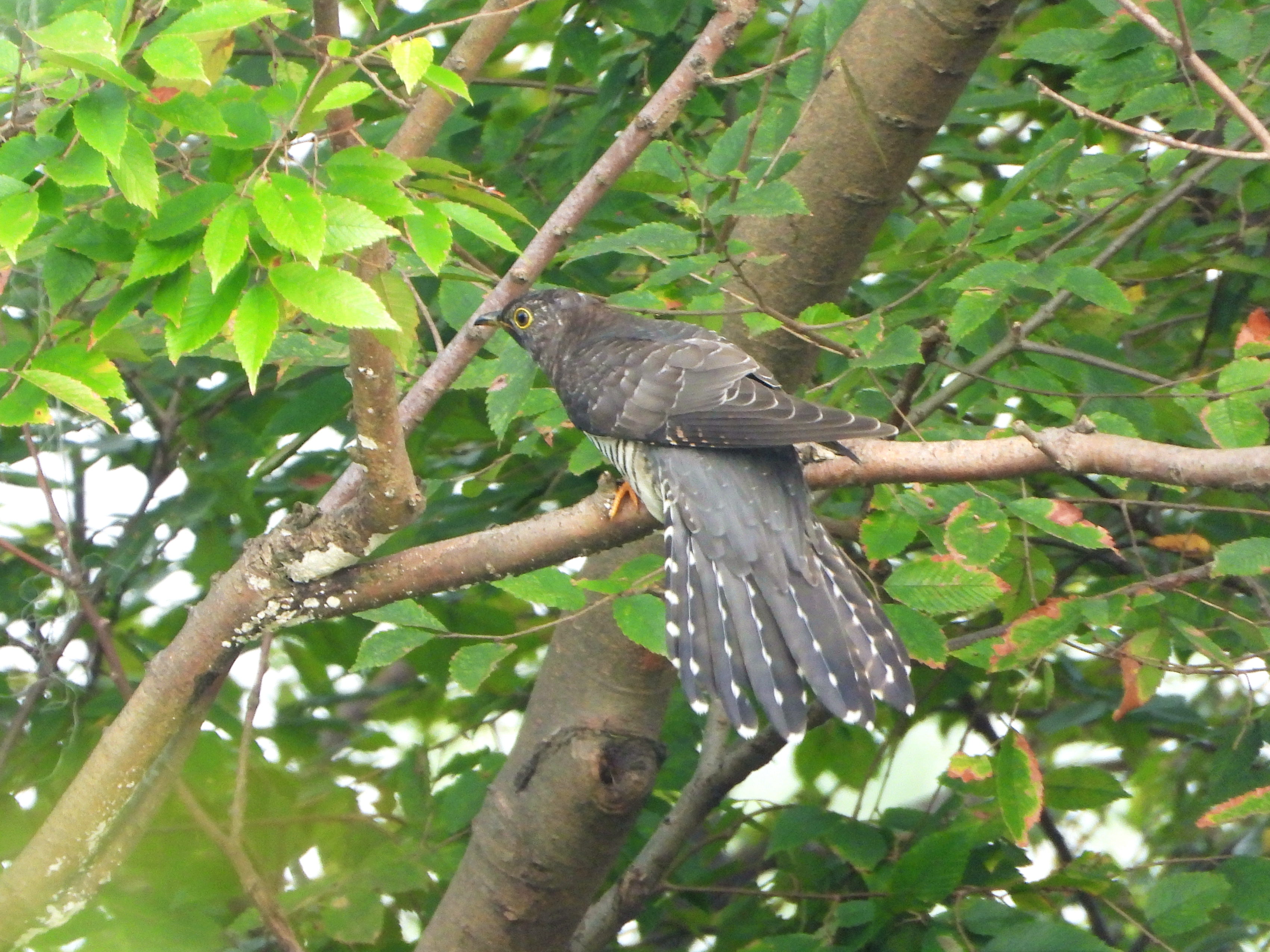 大杜鹃 common cuckoo cuculus canorus 鹃形目 杜鹃科