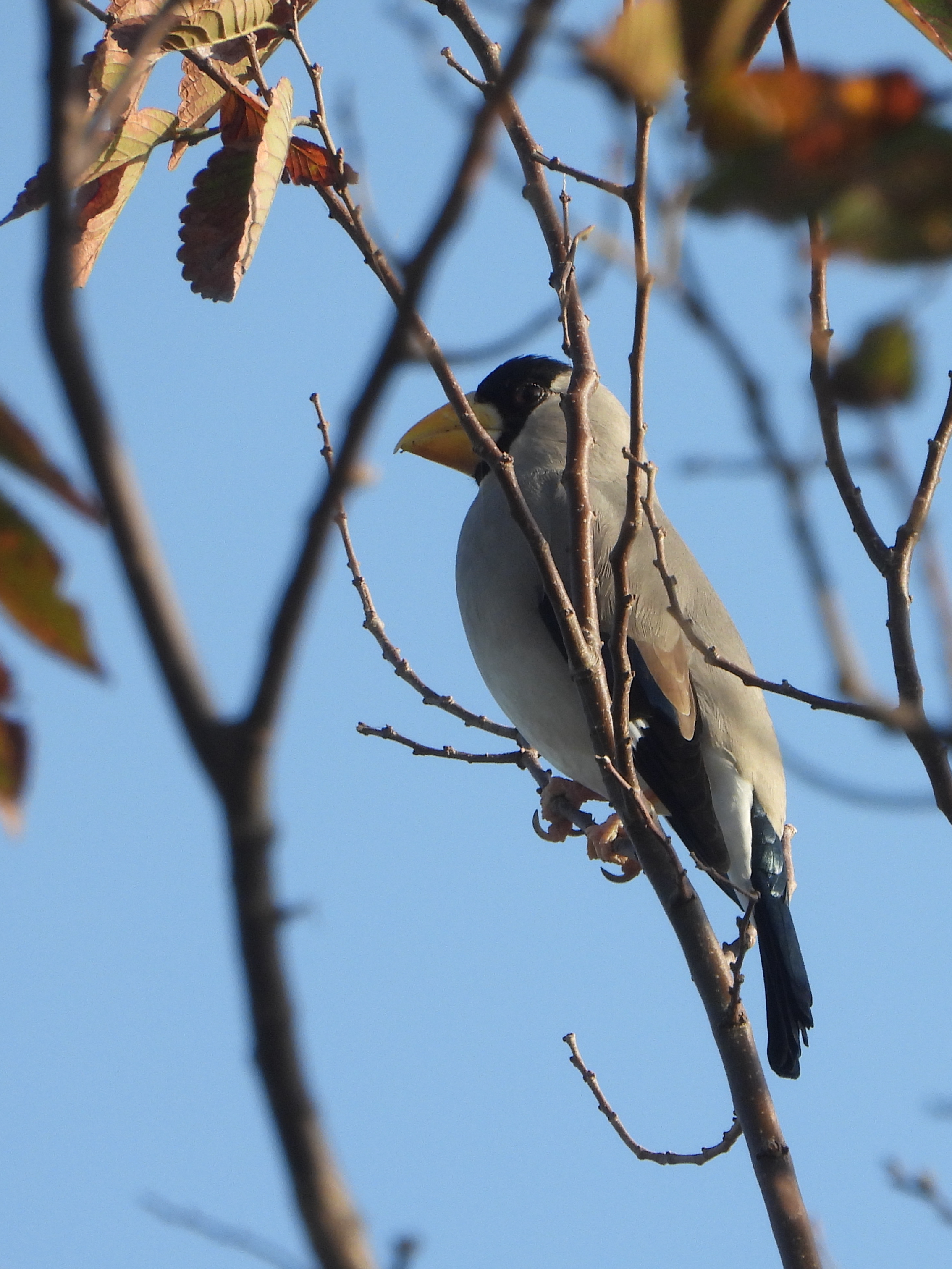 蜡嘴雀 japanese grosbeak eophona personata 雀形目 燕雀科