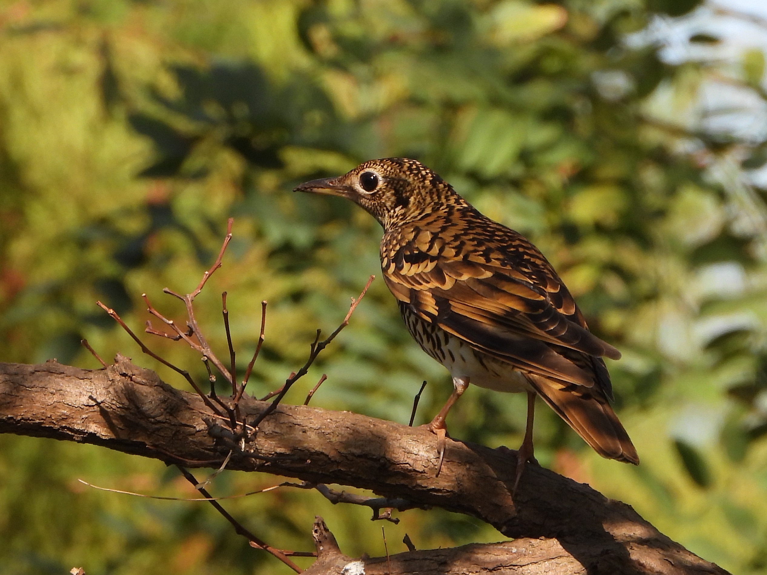 怀氏虎鸫 whites thrush zoothera aurea 雀形目 鸫科