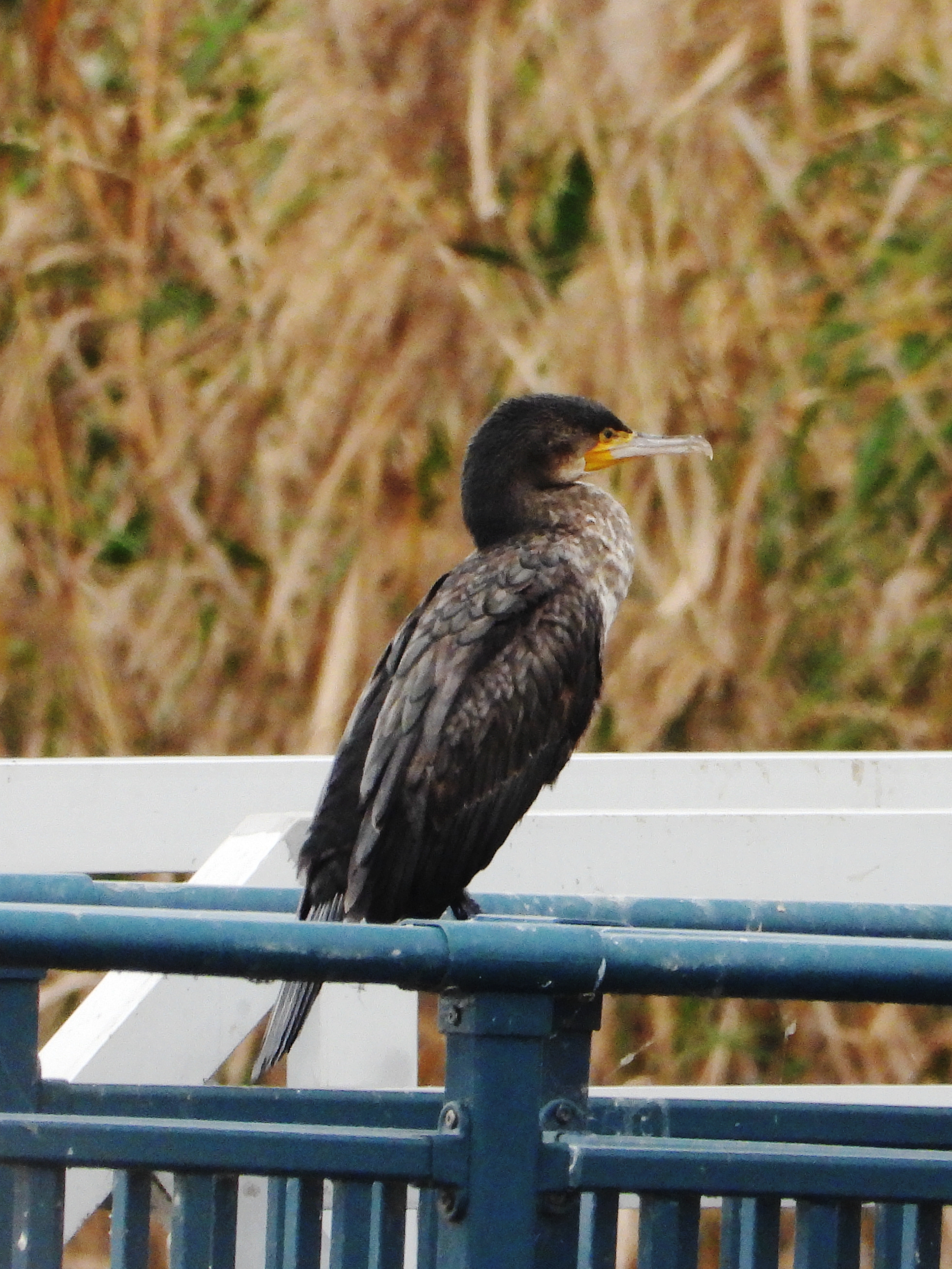 普通鸬鹚  great cormorant    phalacrocorax carbo   鲣鸟目  鸬鹚