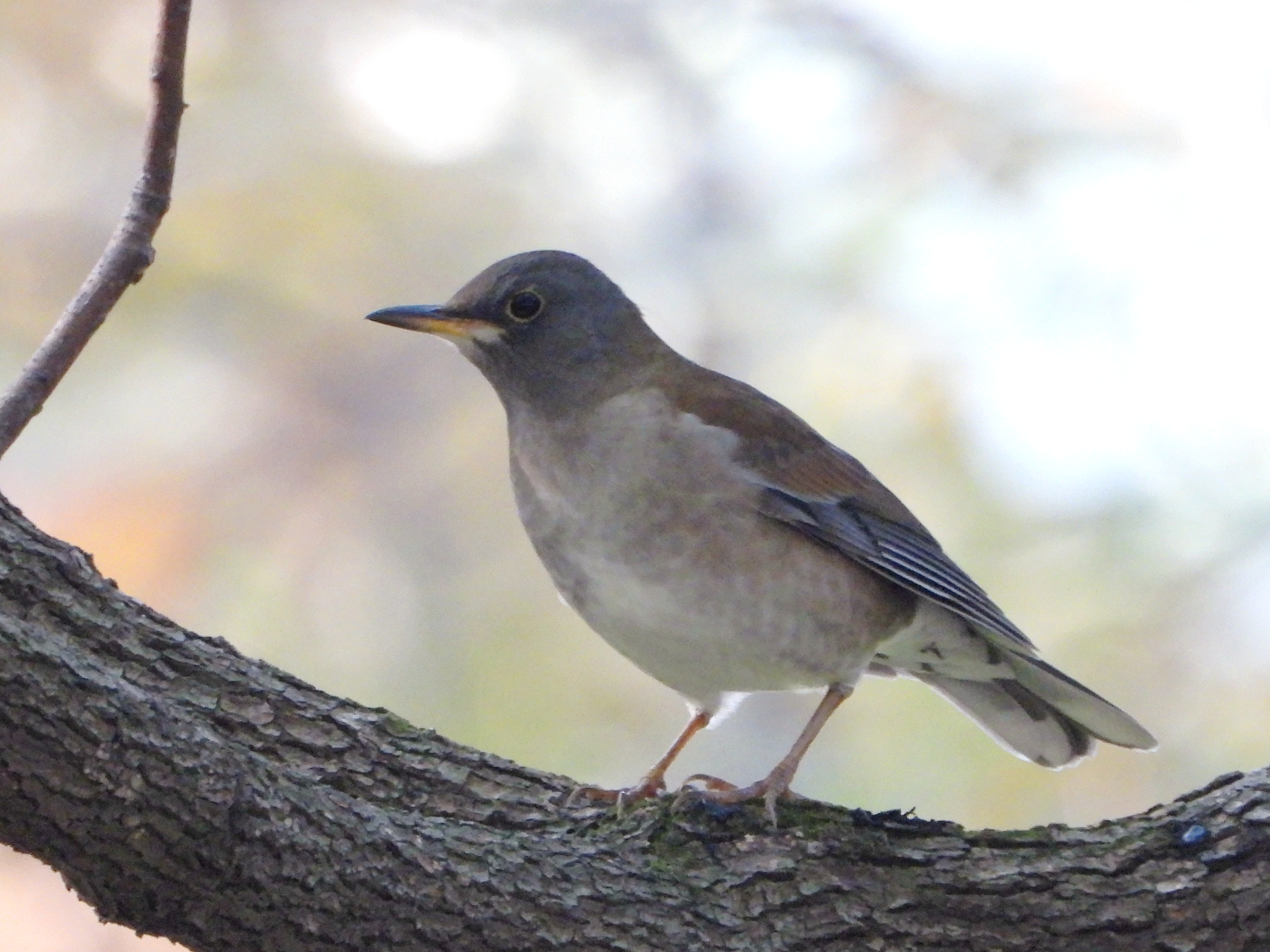 白腹鸫 pale thrush turdus pallidus 雀形目 鸫科