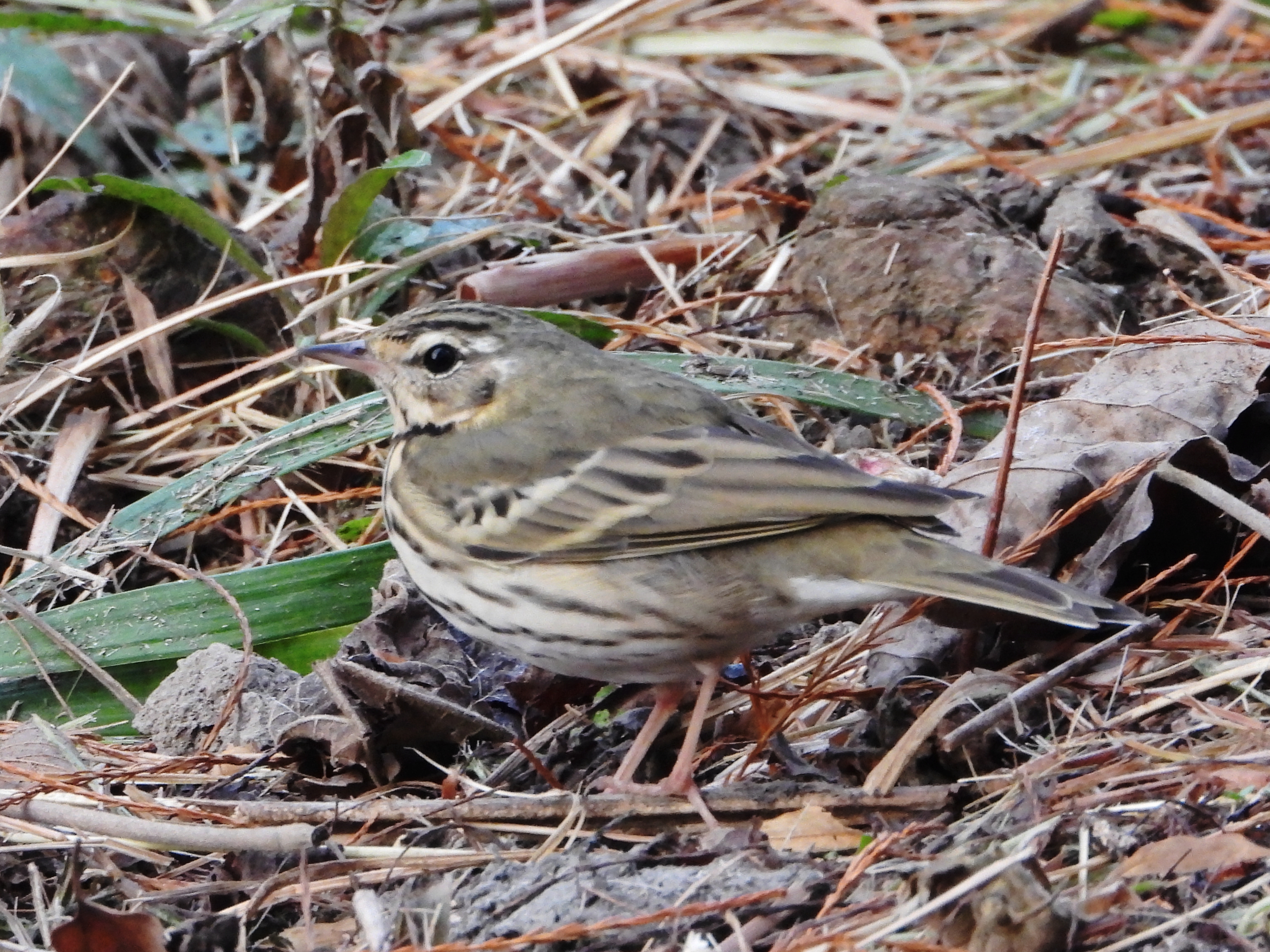 树鹨  olive-backed pipit    anthus hodgsoni   雀形目  鹡鸰科