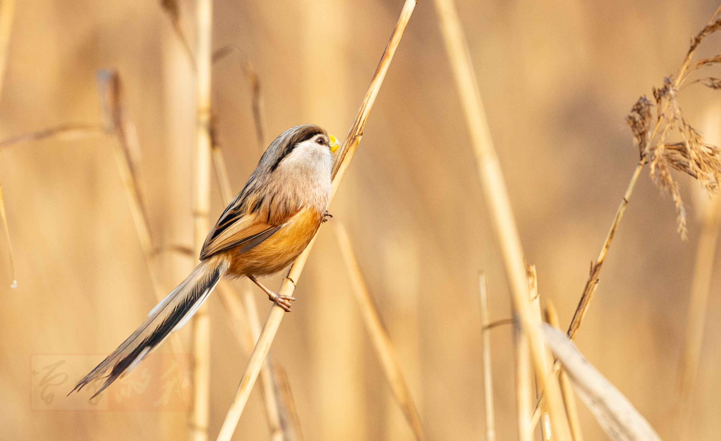 震旦鸦雀  reed parrotbill    paradoxornis heudei   雀形目  莺鹛