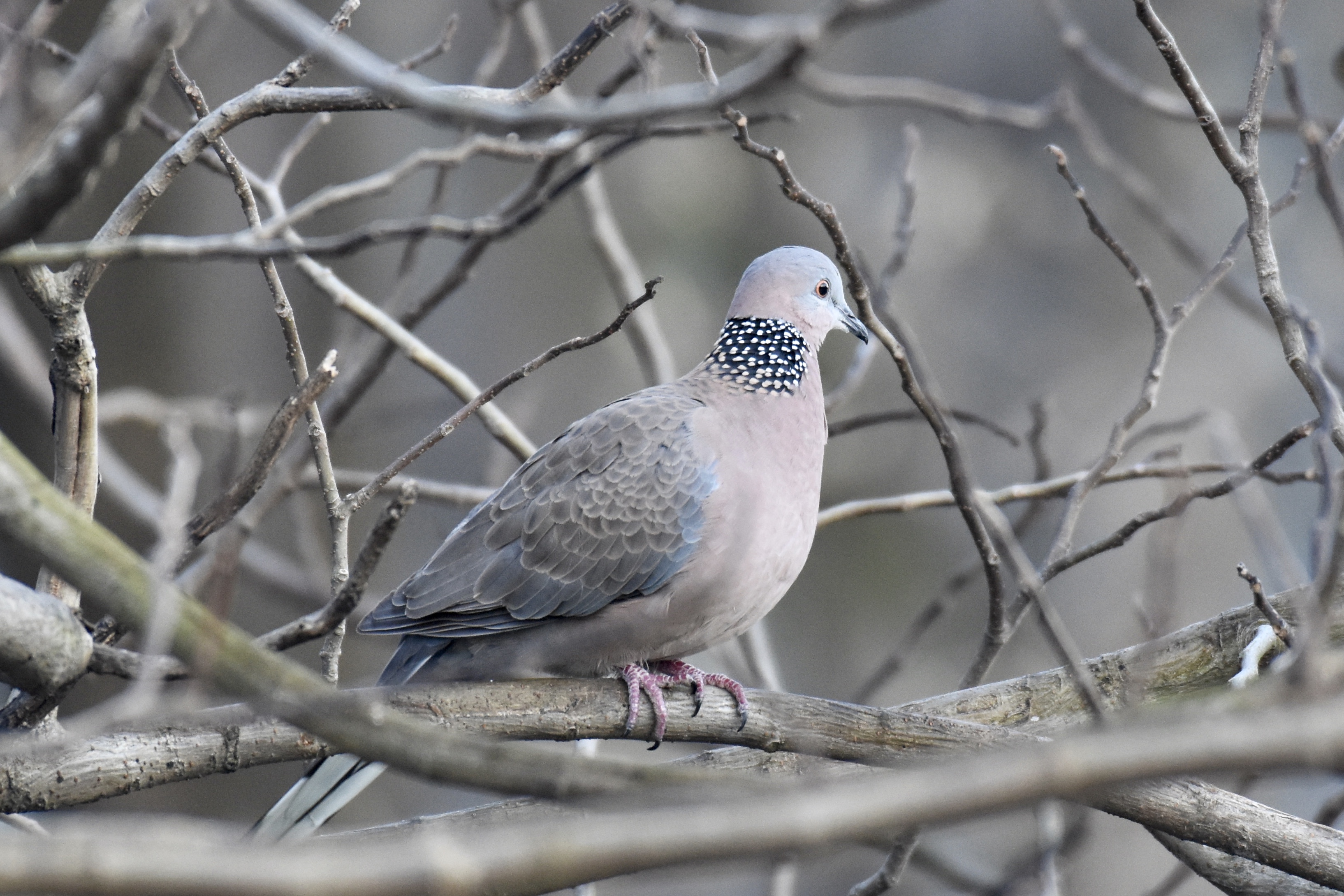 珠颈斑鸠素材详情鸟种:珠颈斑鸠 spotted dovespilopelia chinensis