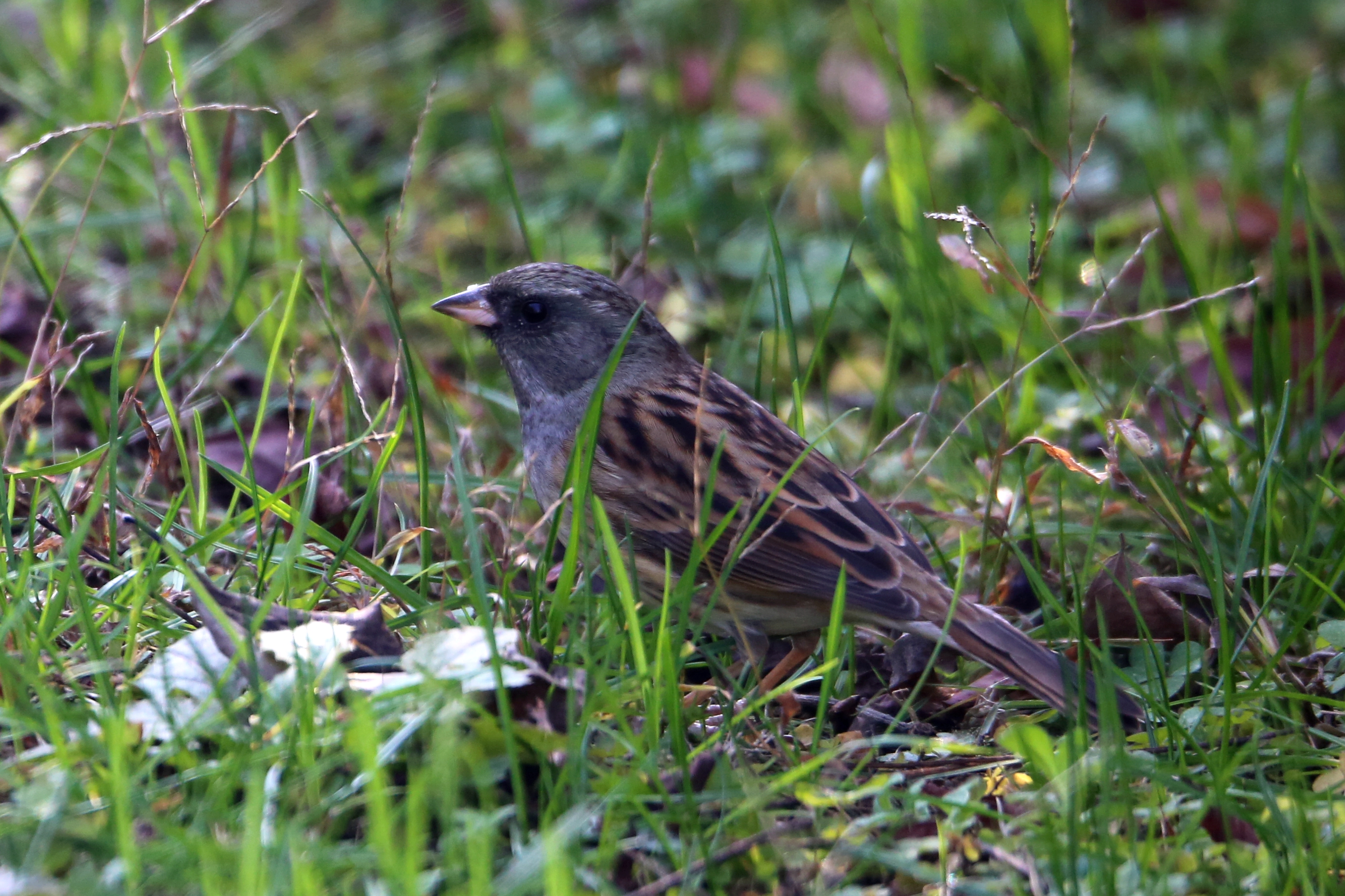 灰头鹀 black-faced bunting emberiza spodocephala 雀形目