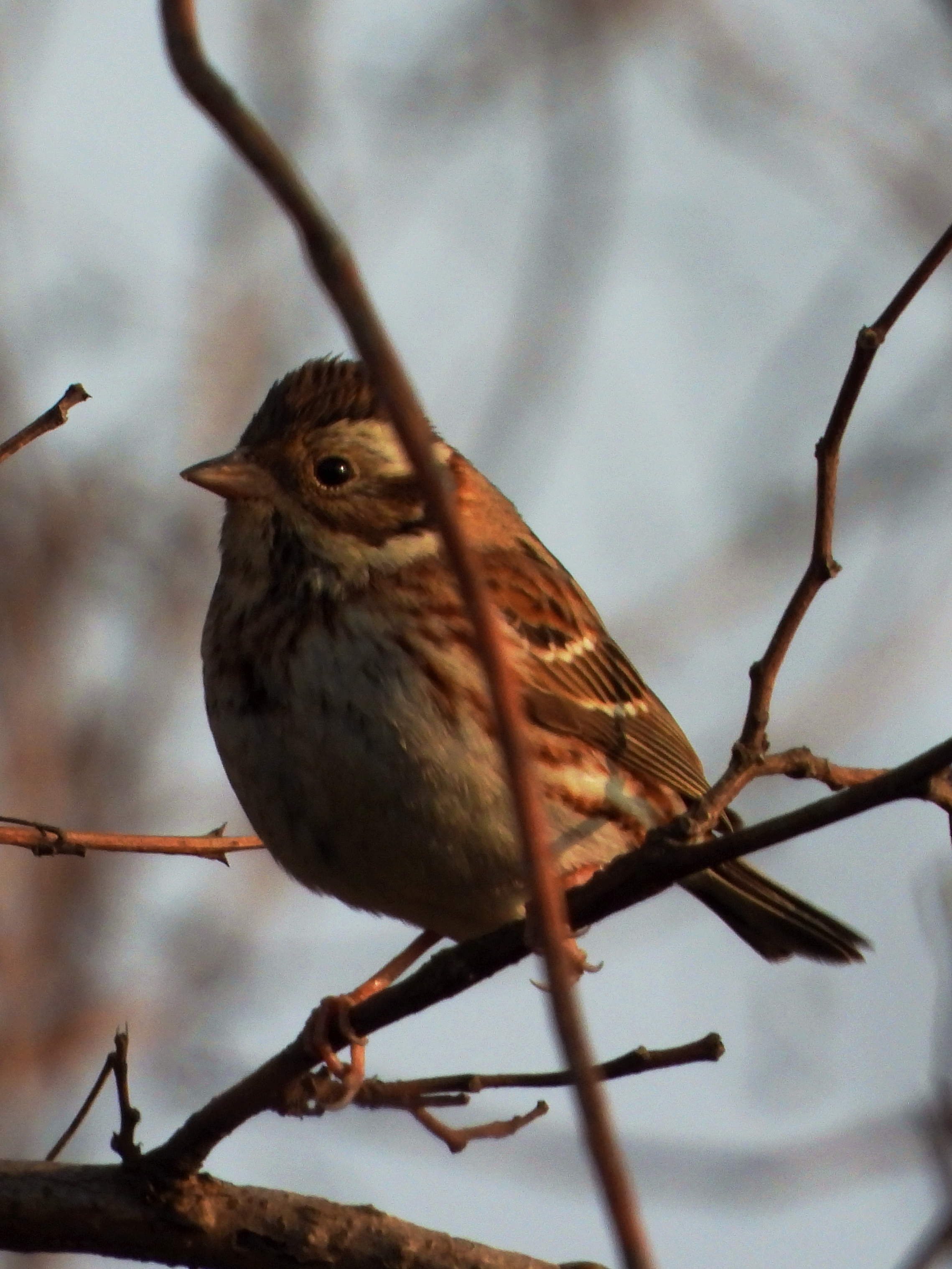 田鹀  rustic bunting    emberiza rustica   雀形目  鹀科