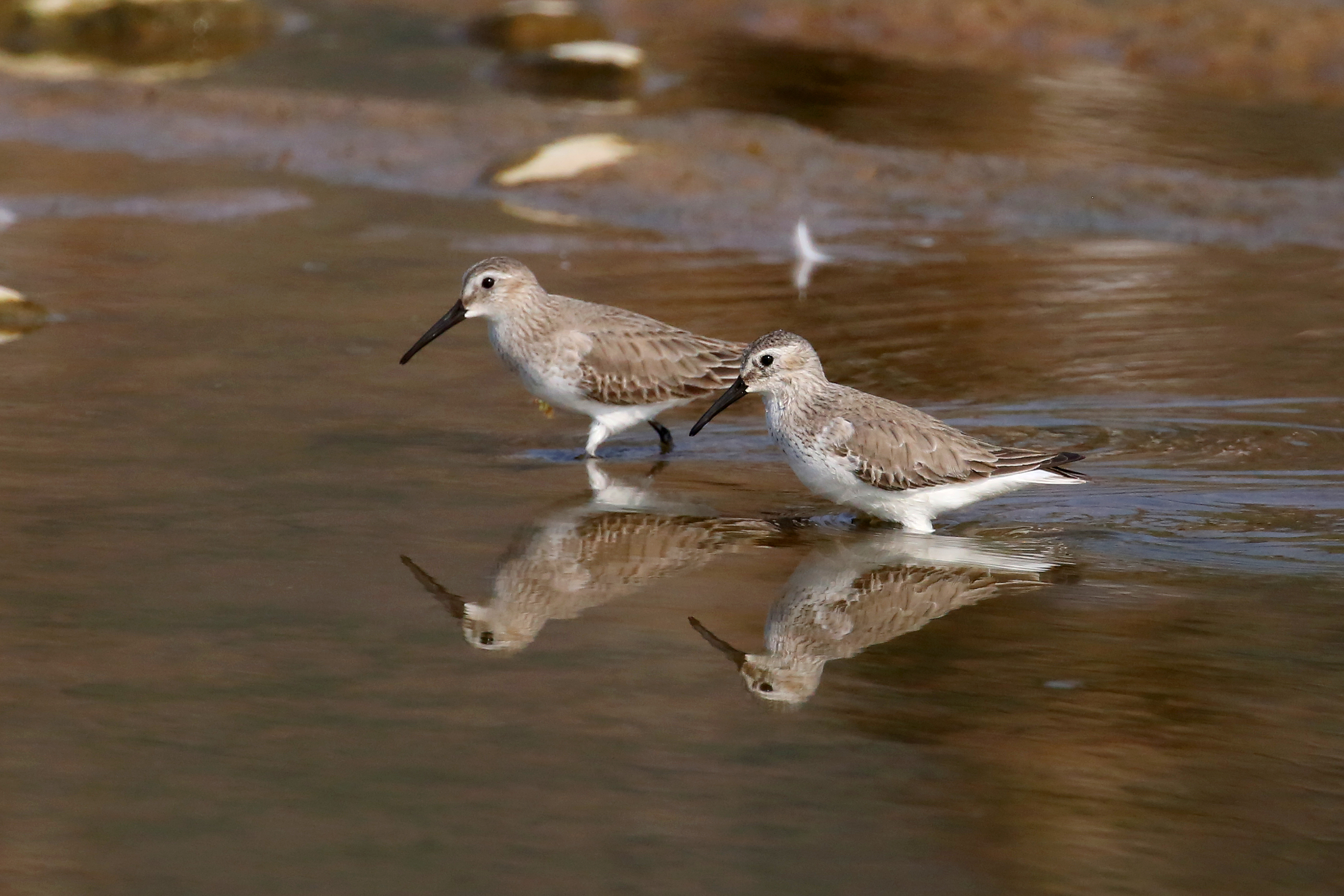 黑腹滨鹬 dunlin calidris alpina 鸻形目 丘鹬科