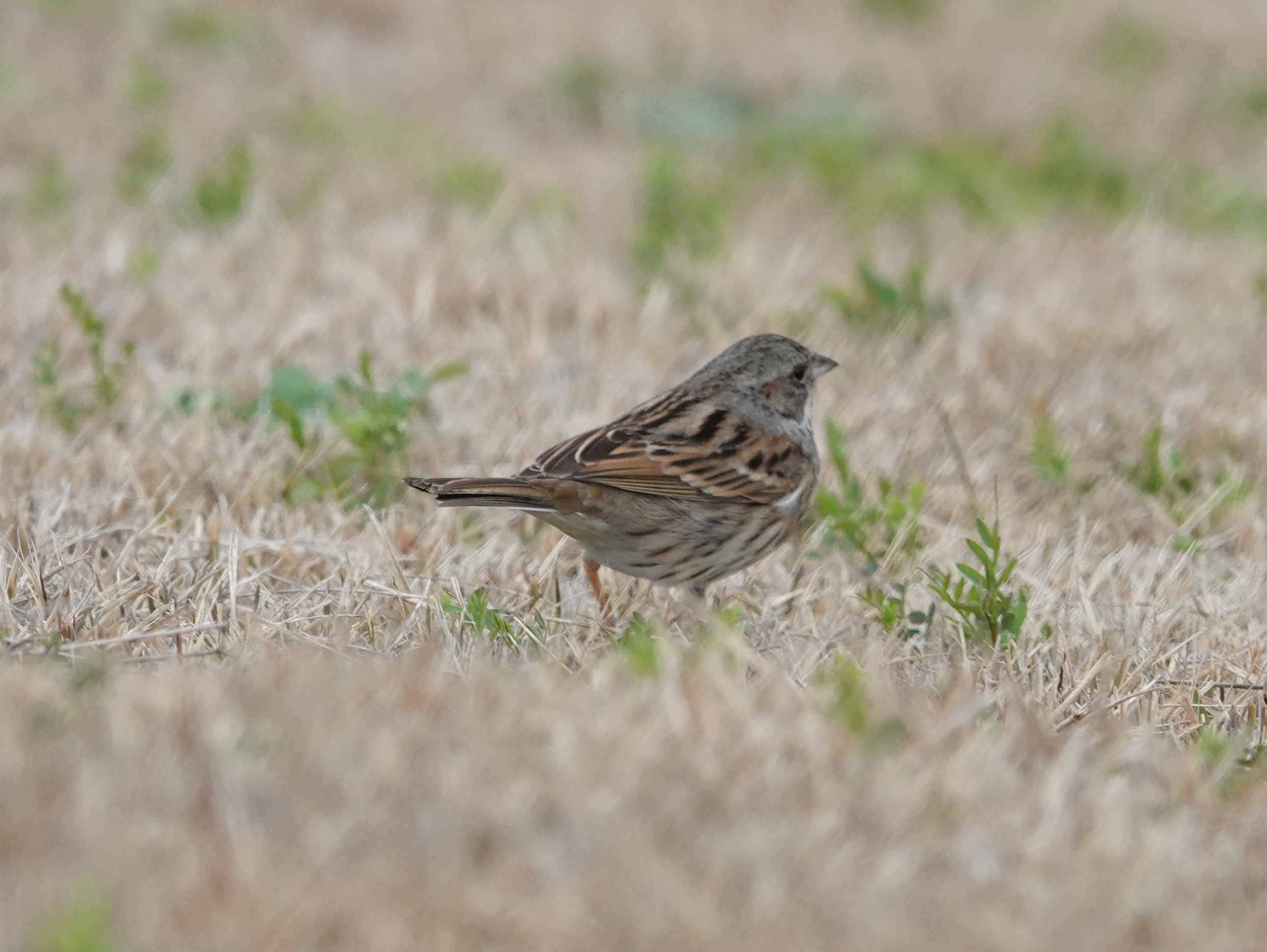 灰头鹀 black-faced bunting emberiza spodocephala 雀形目