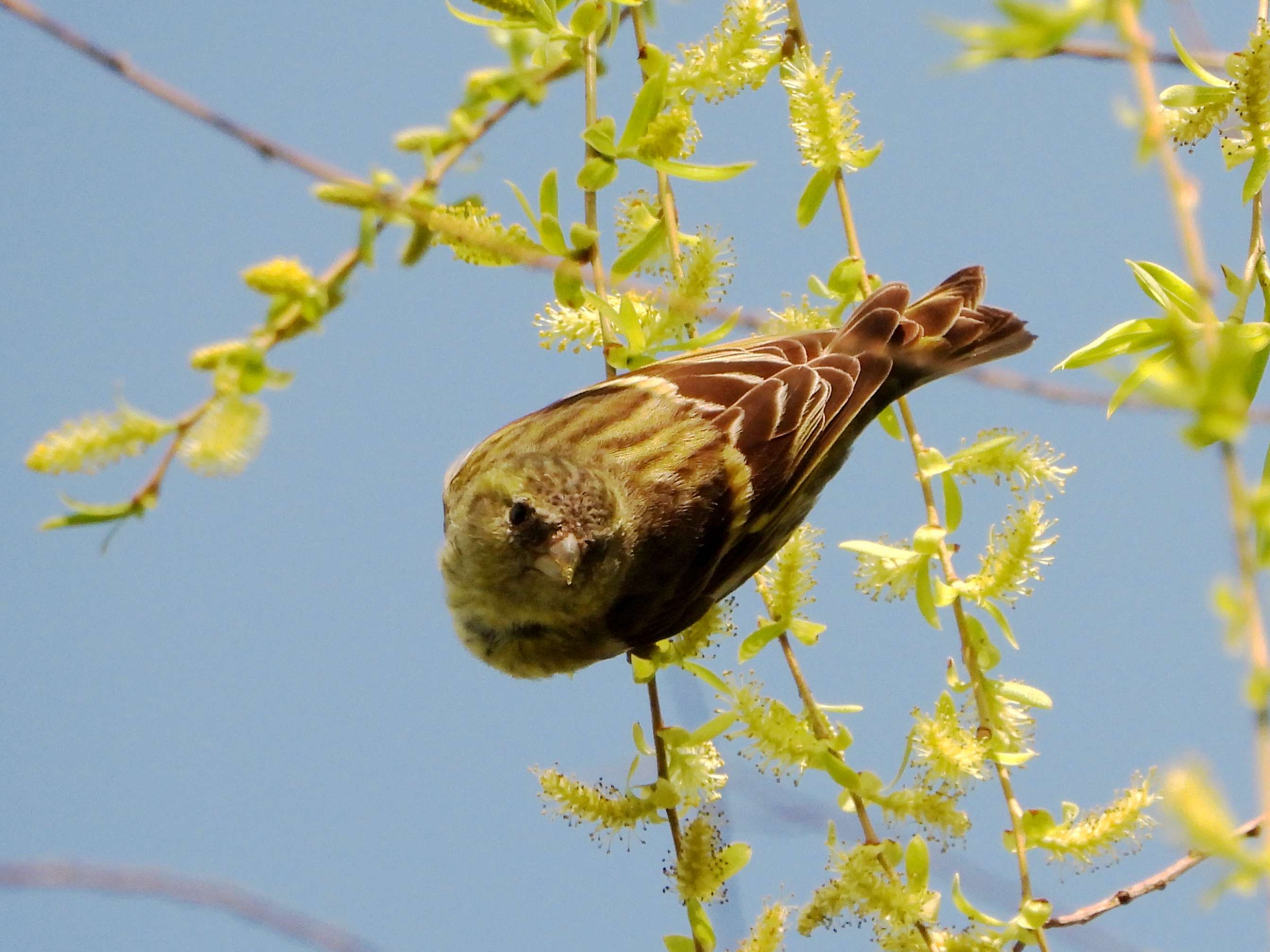 黄雀  eurasian siskin    spinus spinus   雀形目  燕雀科