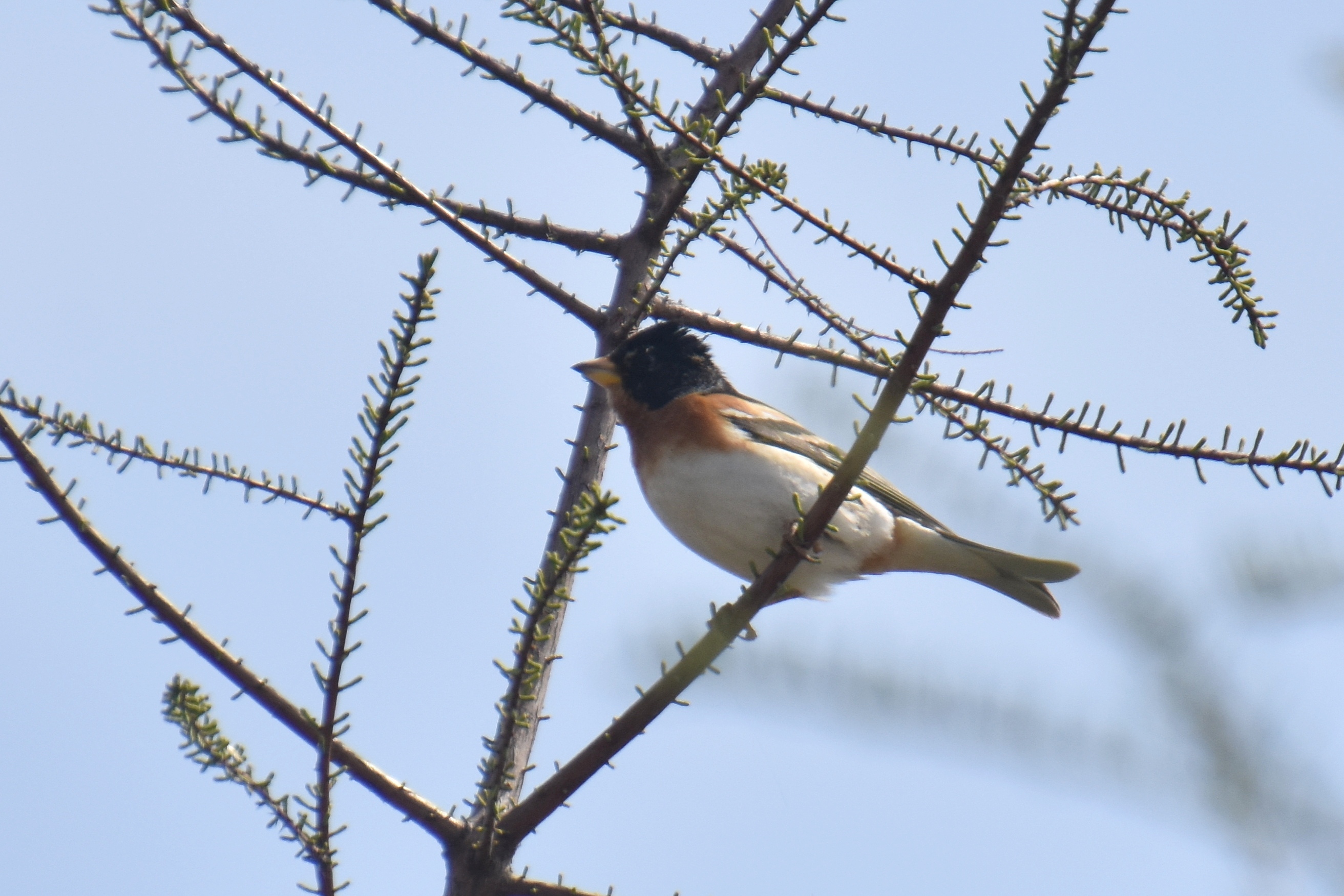 燕雀 brambling fringilla montifringilla 雀形目 燕雀科