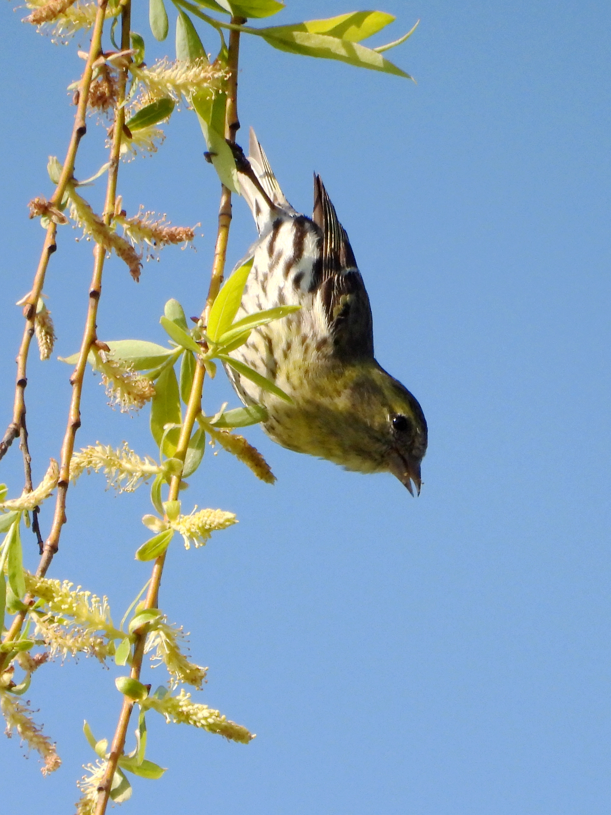 黄雀 eurasian siskin spinus spinus 雀形目 燕雀科