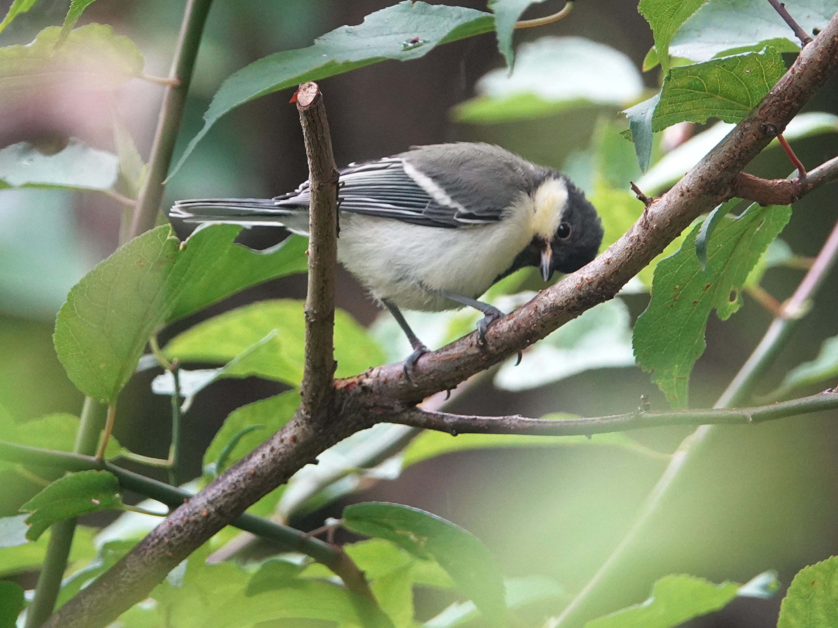 远东山雀  japanese tit    parus minor   雀形目  山雀科