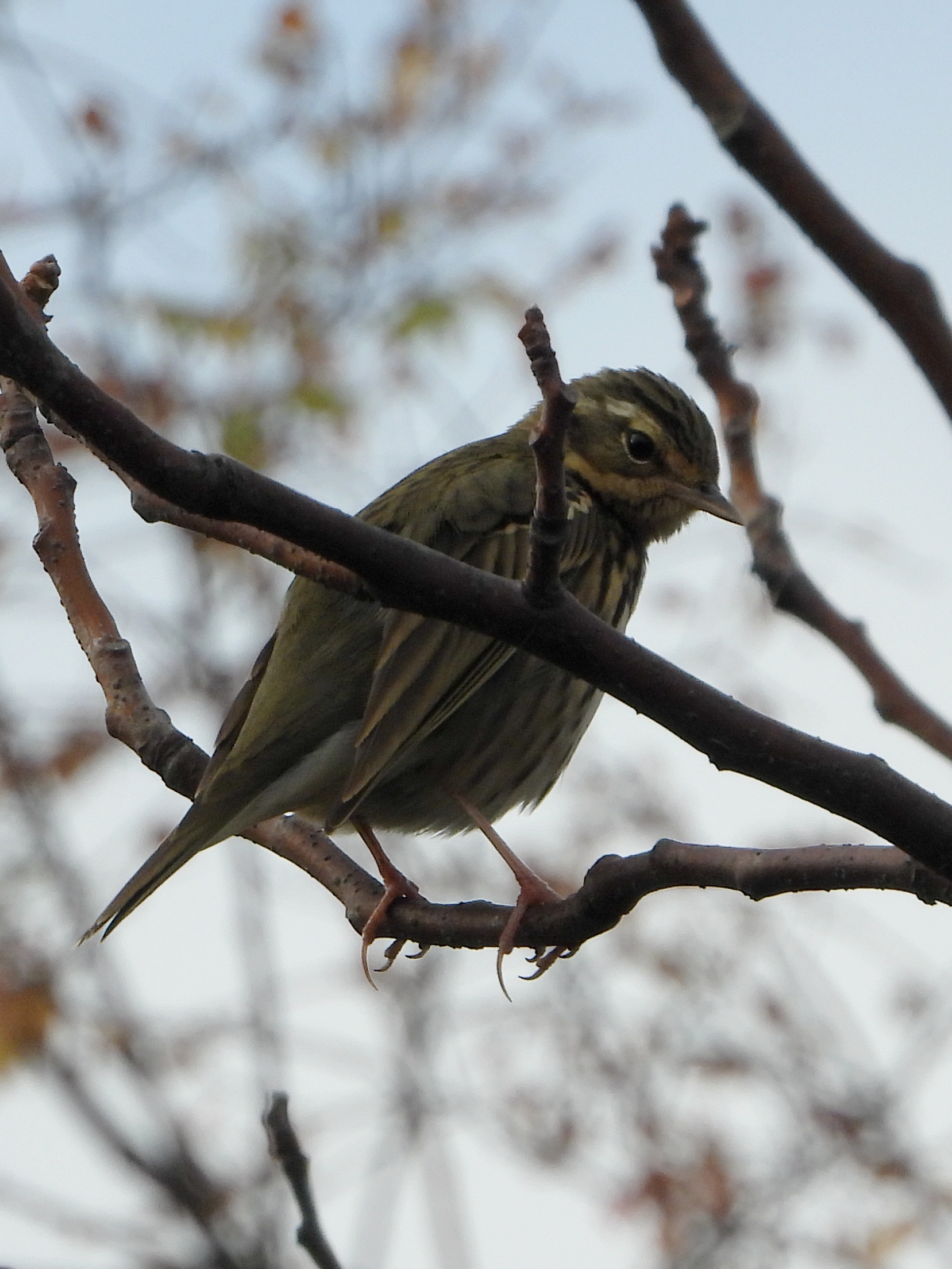 树鹨  olive-backed pipit    anthus hodgsoni   雀形目  鹡鸰科