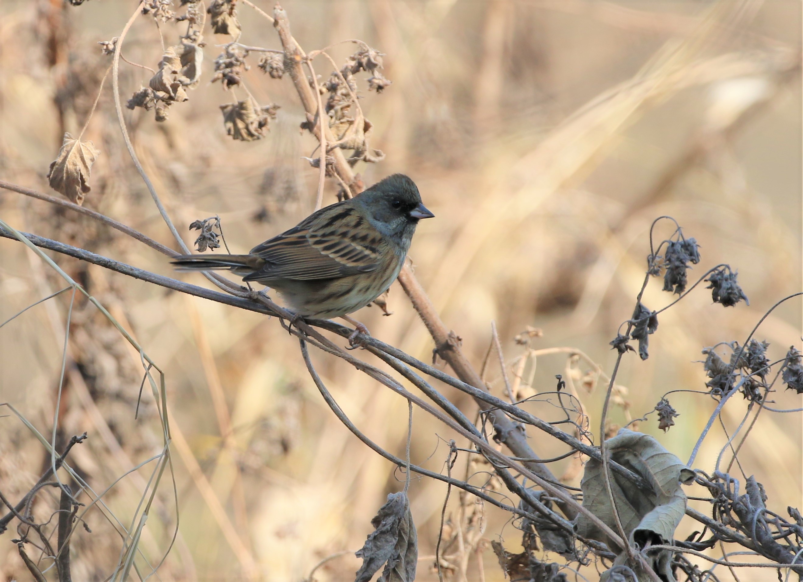 灰头鹀  black-faced bunting    emberiza spodocephala   雀形目