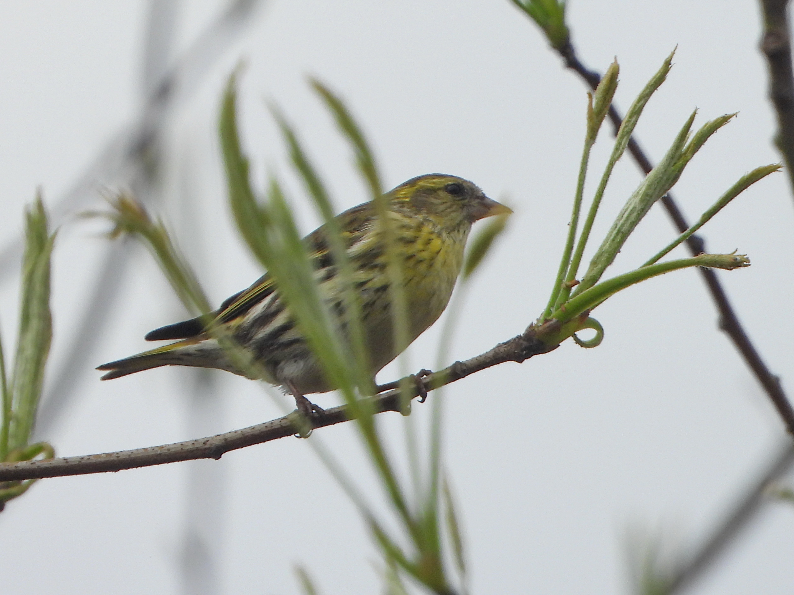 黄雀 eurasian siskin spinus spinus 雀形目 燕雀科